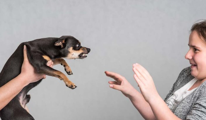 fear of animals